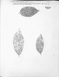 Phoma subnervisequa image